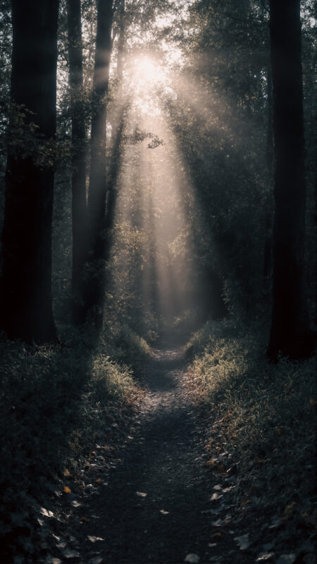 木漏れ日森の小道 02