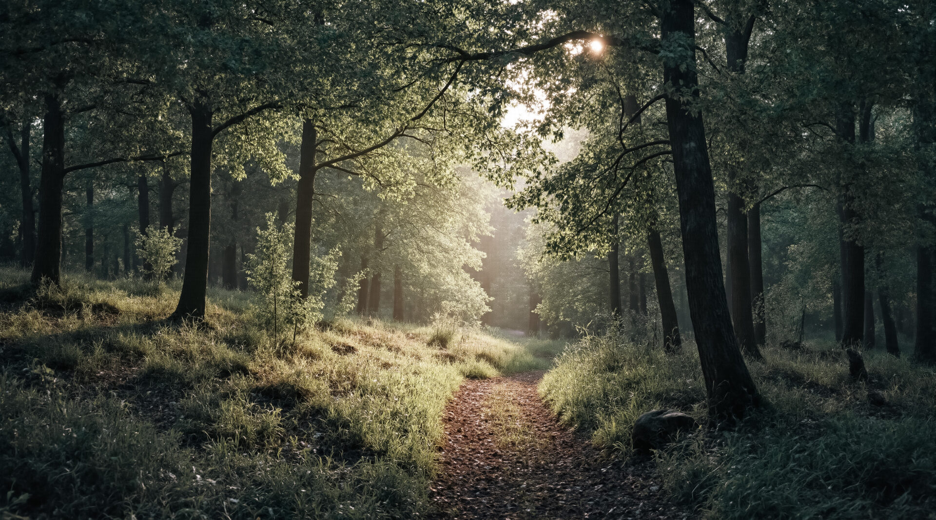 木漏れ日森の小道　04