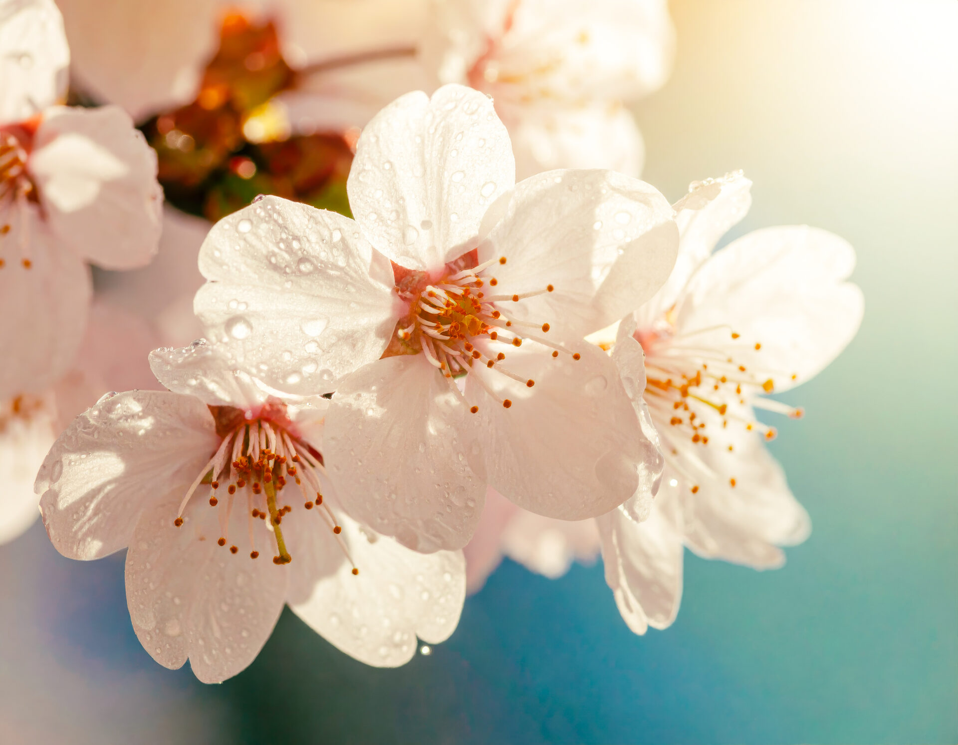 桜のコンセプトアート　26-01