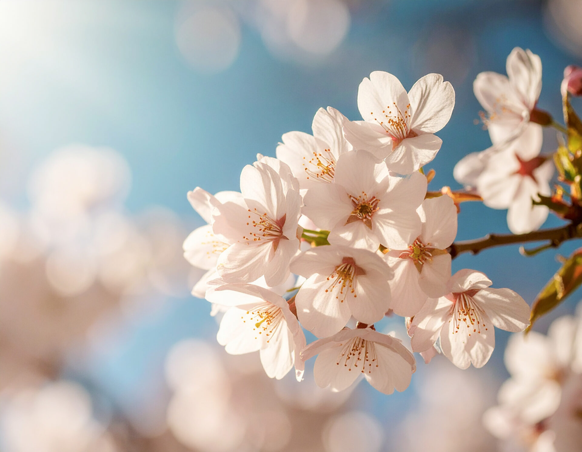 桜のコンセプトアート 26-013