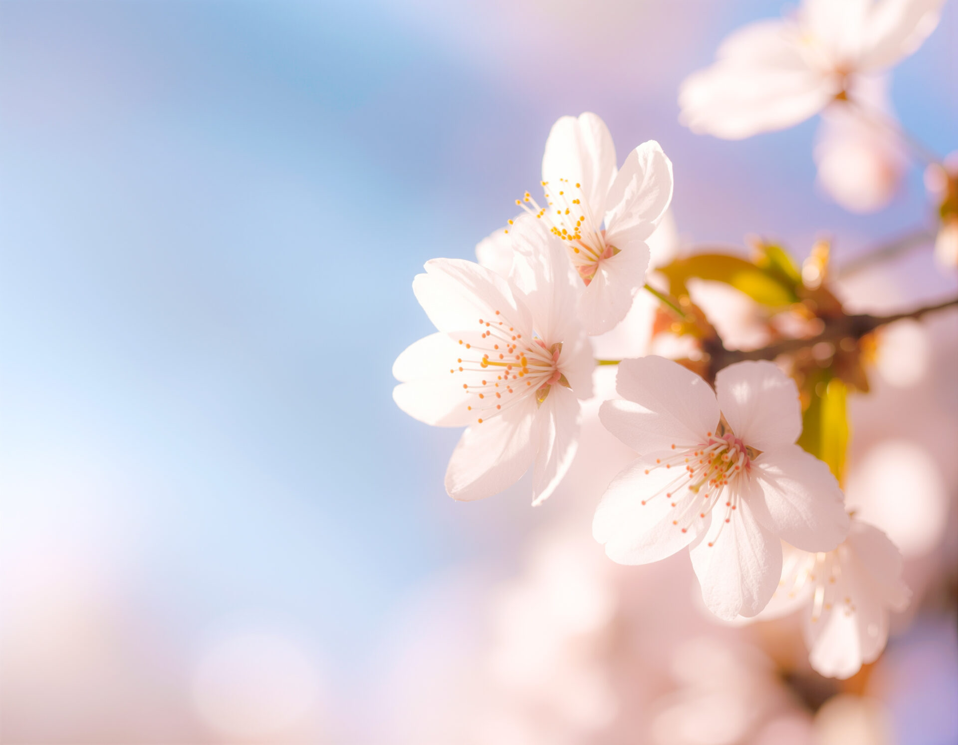 桜のコンセプトアート　26-04