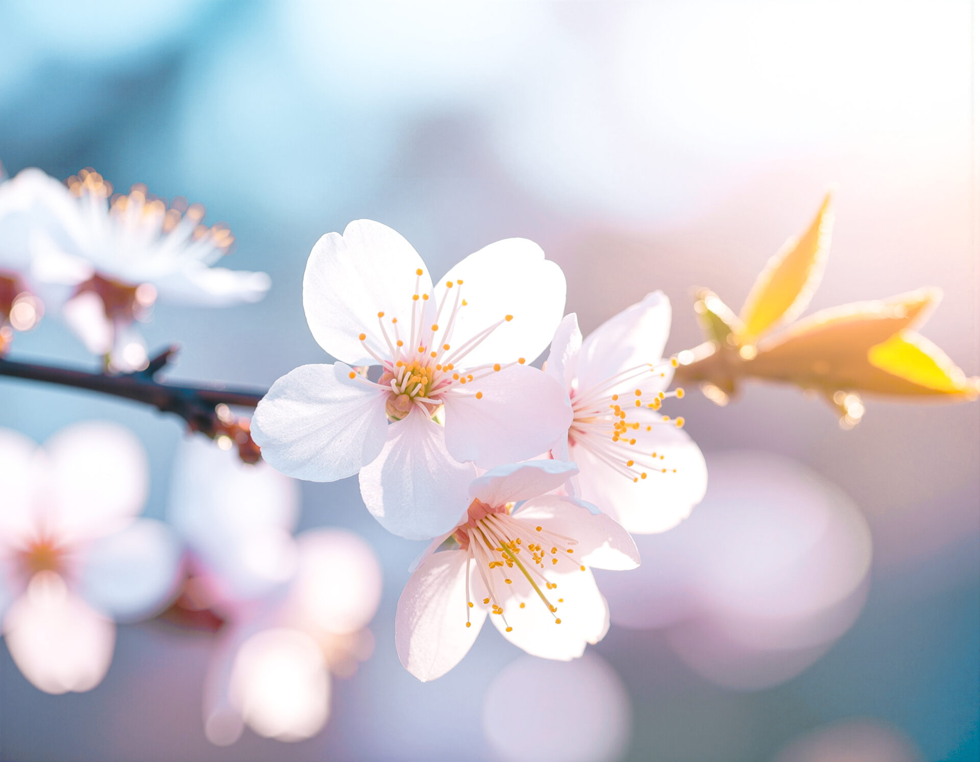 桜のコンセプトアート　26-06